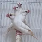 اربع حبات جاوا اخوان اقات فاون