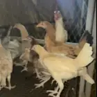 دجاج بلدي الصحه ممتازه