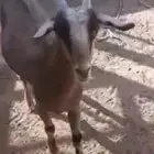 معزاء للبيع