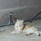 قطط