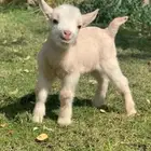 الماعز القزم الصغير ماعز قزم
