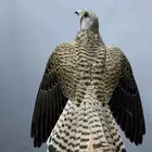 مطلوب شبوط اوباشق اوحميميق للبدل في عفيف اوالي يقدريجي عفيف