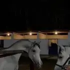 مهر للبيع