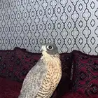 مطلوب جير تبع