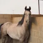 راجع اعلاني