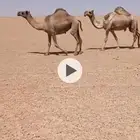 واحد ضريبه3القحات