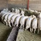 ذبايح خرفان مع السلخ والتوصيل بجيزان وابها وضوحيها