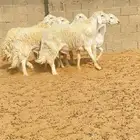 للبيع فحول حري حرش صنف