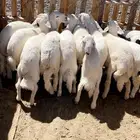 ذبايح خرفان بلديه مع السلخ والتوصيل