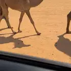 للبيع عشراء شعلا