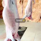 ذبايح خرفان بلديه ومن غنم شهران