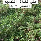 عرض على شتلات النتيرا (مغطيات التربة)