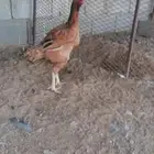 دجاج بكستاني للبيع