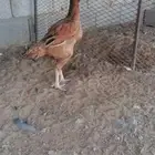دجاج بكستاني للبيع