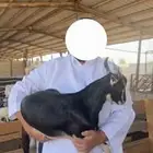 عرض تيوس ب 750 ريال