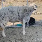 فحل حري ابرص مشروط تم البيع