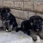 جراوي جيرمن وورك لاين