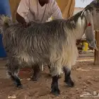 فحل عارضي صنف