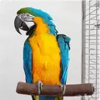 مكاو (Macaw)   العمر سنتين فقط