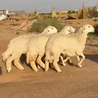رخال حريات صنف فواخر 5 نوادر ((تمم البيعع))