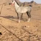 حصان كفو