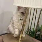 قطه للبيع
