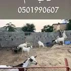 تيوس بلدي ببيع العدد 10 التواصل