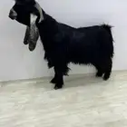 تيس عاارضي خصم