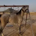 حصان شعبي سبوق