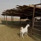جفرة بيشية صنف