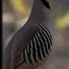 توفر فقاسات صغيره لطيور النادره شراكه