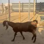 معزا شاميه