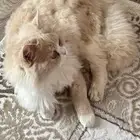 قط تبني