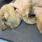 قطه انثى للتبني مع اغراضها السبب ماتبي الذكر الي عندي سليمه