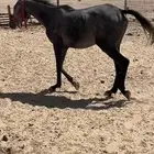خيول للبيع شعبيات عربيات