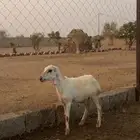 رخل تربية