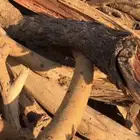 حطب مسحت ددسن غمارتين