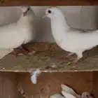 حمام صنعاوي