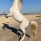 حصان واهو ولد عمار العامريه جده العديد الشقب