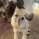 تيوس7 نضيفه