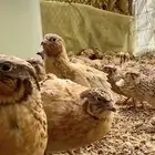 سمان فري مريعي و دجاج بلدي ذبح و تربيه