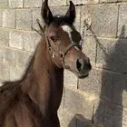 مهر شعبي