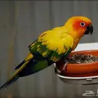 ابحث عن فرخ صن كنيور