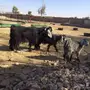 مشروع فحل 