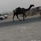بكستانيات