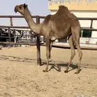 حواره فرديه وامها معها