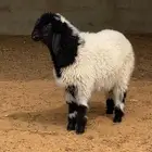 هرفي ضحيه