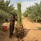 نخل مثمر للبيع اخلاص صقعي مجدول سكري برحي نبوت مقفزي شيرازي