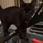 قطط لتبني