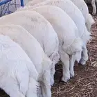 ذبايح حريه فاخره